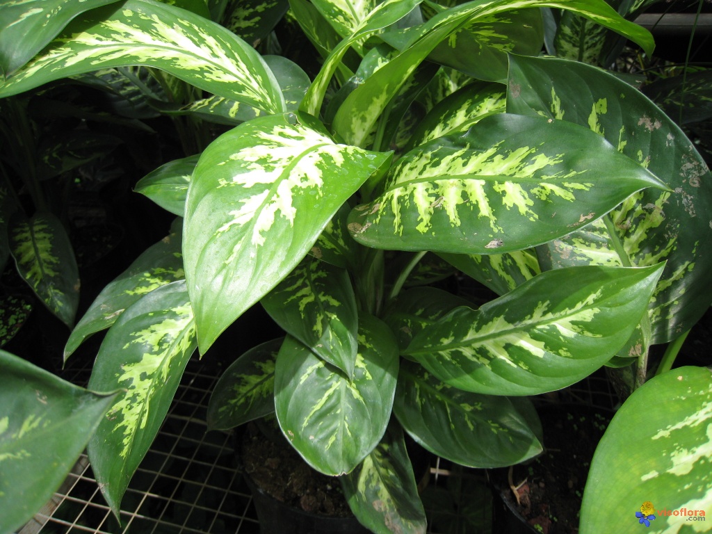 Watch out for that lovely philodendron… it is poisonous to your cat