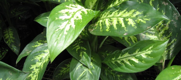 Blog Philodendron